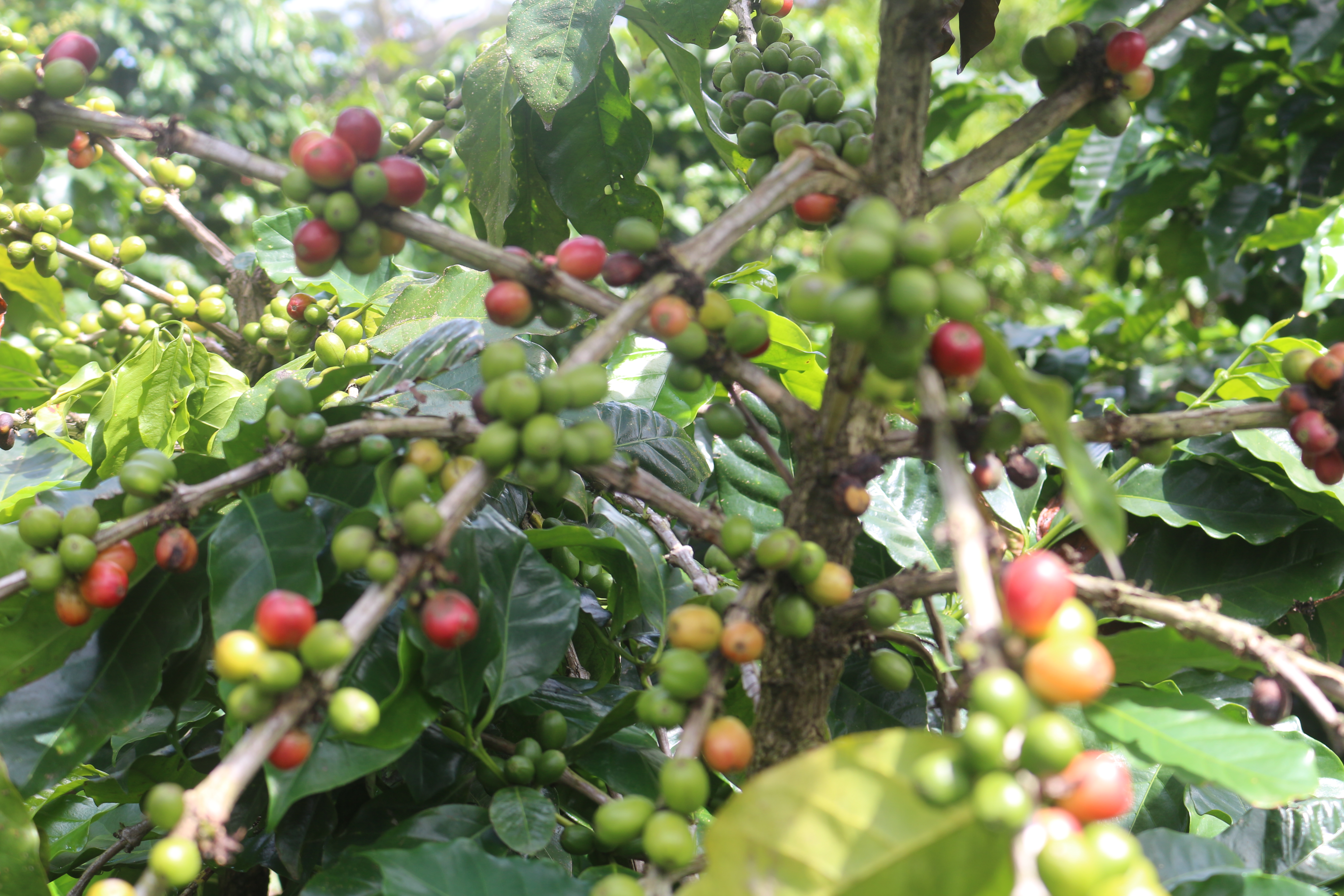 Coffee plantation in Tanna